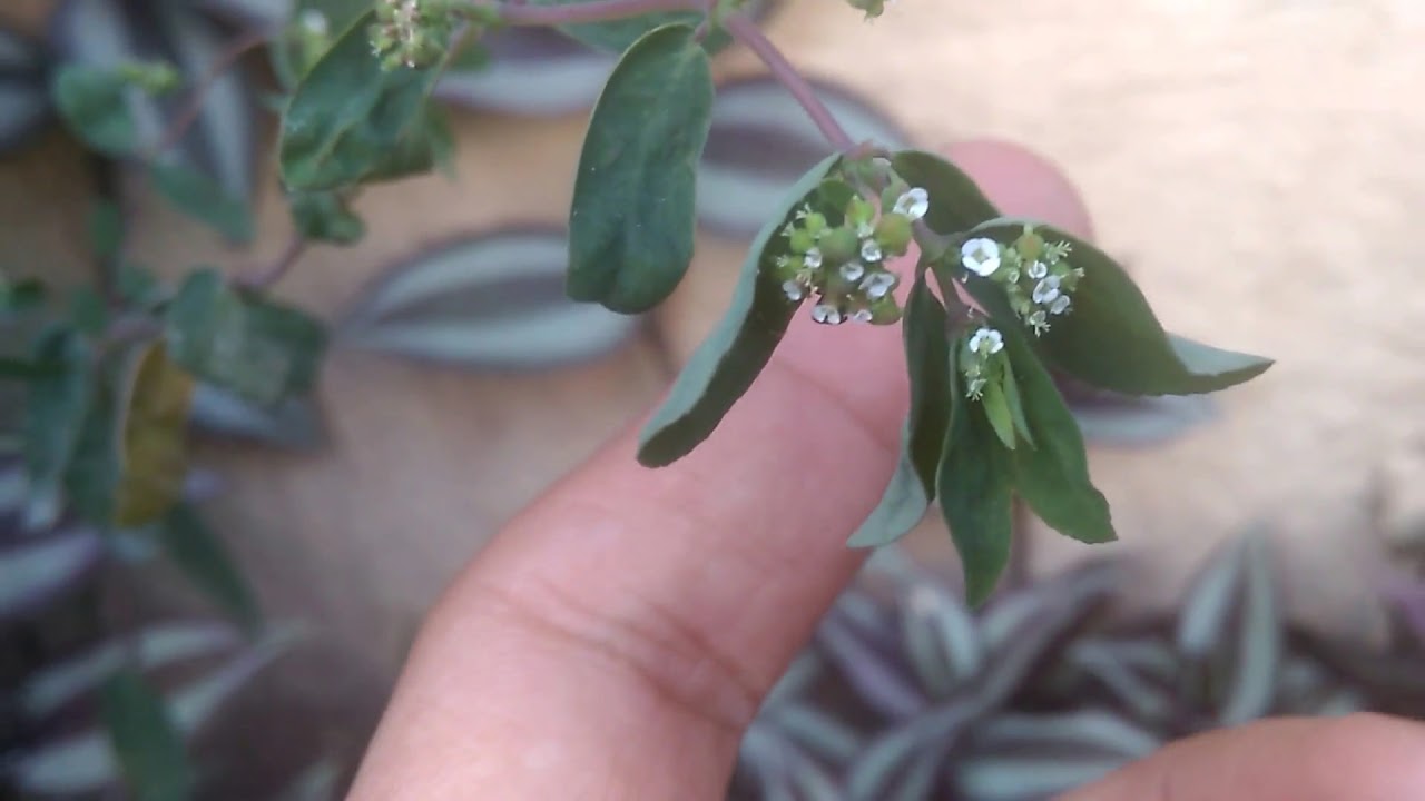 learn-about-the-world-s-smallest-flowers